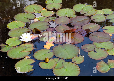 Nénuphar dans un étang dans un parc britannique Banque D'Images