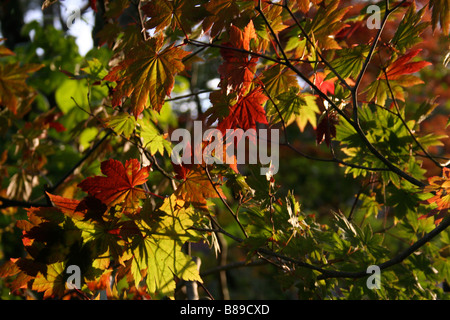 Feuillage / feuilles d'Acer japonicum 'Vitifoliom' avec coloration automnale (Acer vitifolium, Acer palmatum vitifolium) Banque D'Images