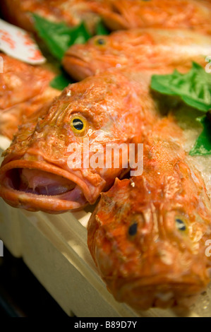 Scorfano ou rascasses - Marché aux poissons du Rialto de Venise Banque D'Images