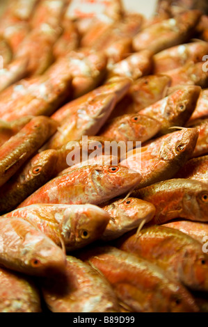 Rouget frais - Marché aux poissons du Rialto de Venise Banque D'Images