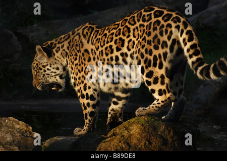 Jaguar (Panthera onca) sur les roches Banque D'Images