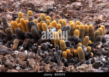 Cactus Brachycereus nesioticus de lave, de plus en plus, sur les champs de lave stérile à l'île de Genovesa Étapes Phillips, îles Galapagos, Equateur Banque D'Images