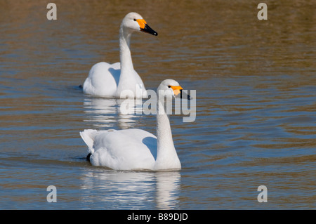 Singschwan (Cygnus cygnus cygne chanteur européen) Banque D'Images