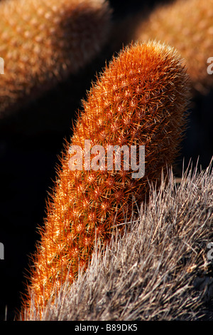 Close up of cactus Brachycereus nesioticus, lave, à Punta Moreno, Isabela Island, îles Galapagos, en Équateur en Septembre Banque D'Images