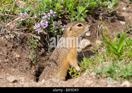 Europäisches Ziesel (Spermophilus citellus) spermophile européenne Banque D'Images