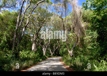 Une avenue qui mène dans la forêt de la Barbade Caraïbes Banque D'Images