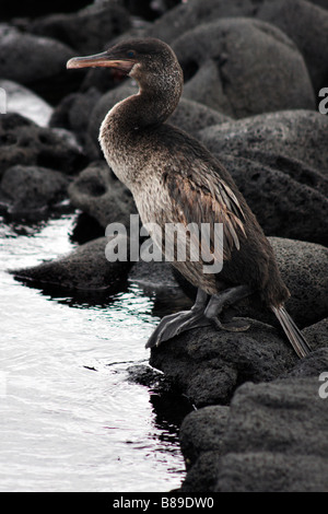 Galapagos juvénile cormoran aptère, Nannopterum harrisi, debout sur des pierres à Elizabeth Bay, l'île Isabela, îles Galapagos, Equateur Septembre Banque D'Images