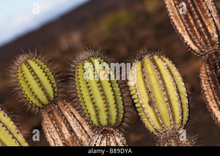 Close up of cactus candélabres Jasminocereus thouarsii dans la lumière du soir de croître à Punta Moreno, Isabela Island, îles Galapagos, Equateur Banque D'Images