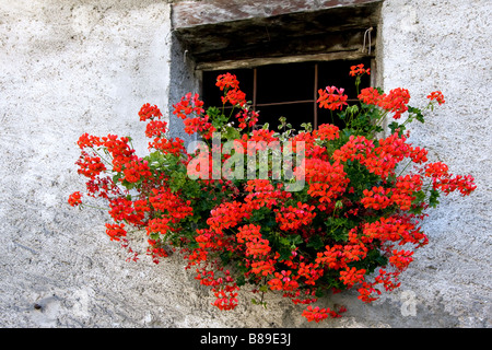 Géranium rouge dans un mur de la fenêtre ci-dessous panier chambre à Cogne Italie Banque D'Images