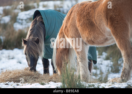 Les poneys highland Rhum Banque D'Images