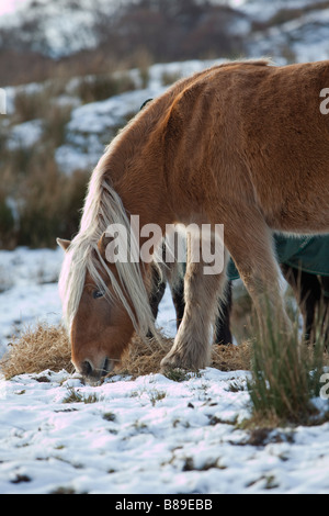 Rhum Highland Pony Banque D'Images