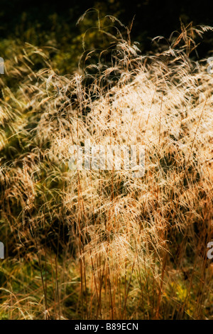 L'herbe haute dans la lumière du soleil. Flou de mouvement. Banque D'Images