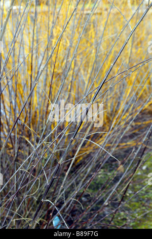 SALIX GRACILISTYLA MELANOSTACHYS S AVEC Cornus sericea BUDDS YELLOW DERRIÈRE À RHS WISLEY GARDEN UK Banque D'Images
