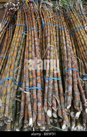 Les cadres de la canne à sucre, dans un marché à Phnom Penh, Cambodge Banque D'Images