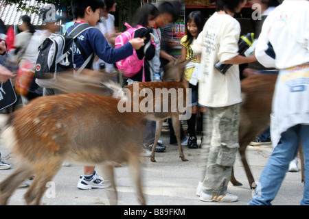 Foule d'écoliers et les cerfs le mélange à Nara Banque D'Images