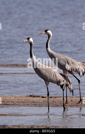 Une paire de Grues Demoiselle Anthropoides virgo dans une zone humide dans le Rann de Kutch Banque D'Images