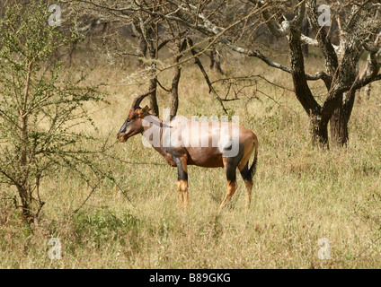 Topi antilope africaine de taille moyenne Banque D'Images