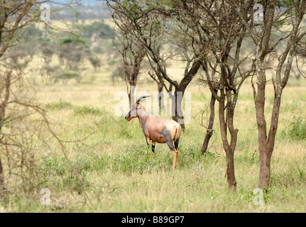 Topi antilope africaine de taille moyenne Banque D'Images