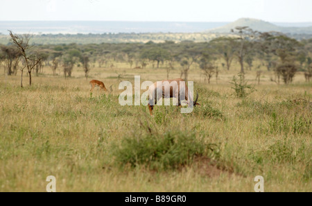 Topi antilope africaine de taille moyenne Banque D'Images