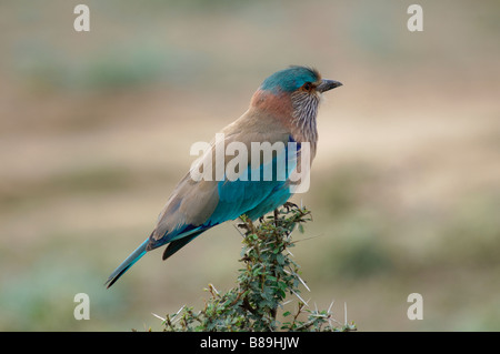 Les Indiens adultes Roller Coracias benghalensis dans un désert du Rajasthan, Inde Banque D'Images