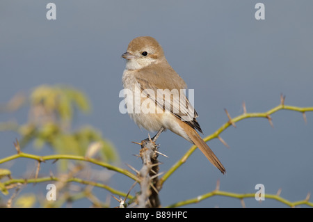 Isabelline Shrike Lanius isabellinus femelle au Rajasthan, Inde Banque D'Images