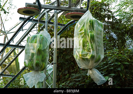 Sacs en plastique de bananes fraîchement cueillies sur une machine de chargement et à l'eden project" à Cornwall, uk Banque D'Images