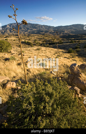 Montagnes Rincon Col Reddington Tucson Arizona Banque D'Images