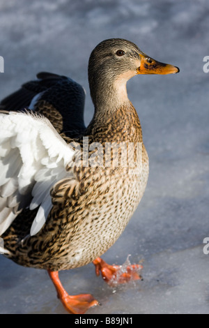 Canard colvert femelle landing on ice Banque D'Images