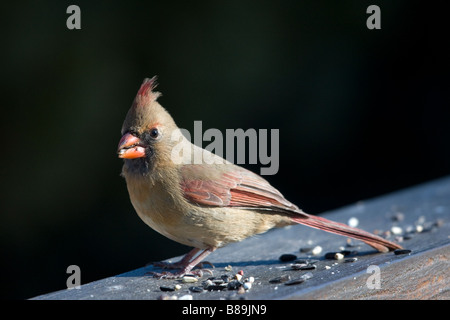 Cardinal rouge alimentation femelle seed Banque D'Images