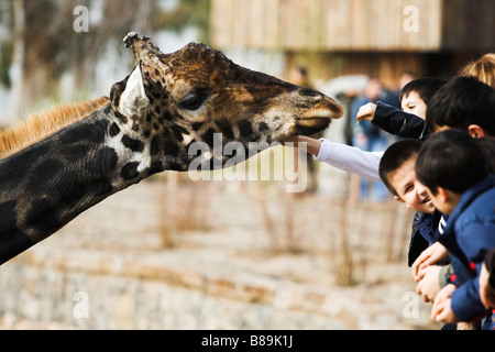 L'alimentation des enfants au zoo girafe Banque D'Images