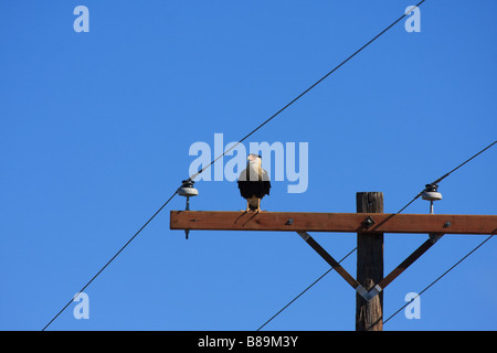 Northern Crested Caracara perché sur un poteau téléphonique. Banque D'Images