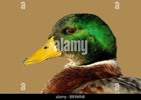 Portrait d'un homme de couleur Canard colvert (Anas platyrhynchos) Banque D'Images