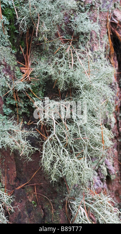 Le lichen Usnea subfloridana sur mélèze d'Europe Banque D'Images