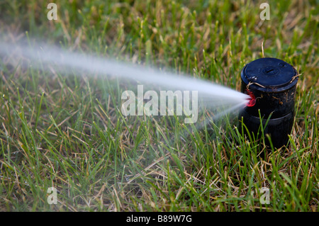 Un champ en été est un sprinkler watering Banque D'Images