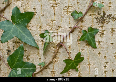 Ivy growing up un beech tree trunk Banque D'Images