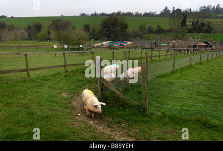 Bocketts Farm Leatherhead Surrey Granges converties pour une aire de jeu avec des toboggans et visite de l'exploitation avec des bébés animaux Banque D'Images