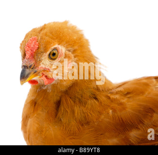 Photo d'une poule a sur fond blanc Banque D'Images