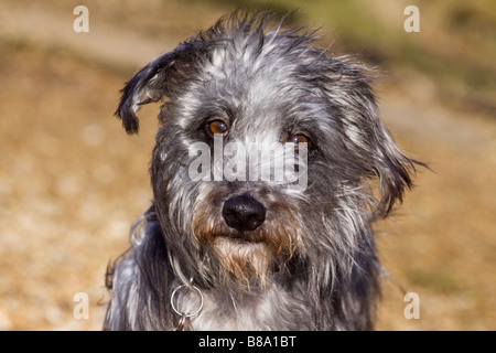 Portrait d'un sauvetage lurcher Banque D'Images