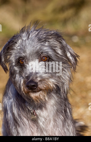 Portrait d'un sauvetage lurcher Banque D'Images