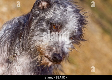 Portrait d'un sauvetage lurcher Banque D'Images