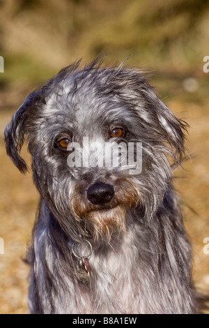 Portrait d'un sauvetage lurcher Banque D'Images