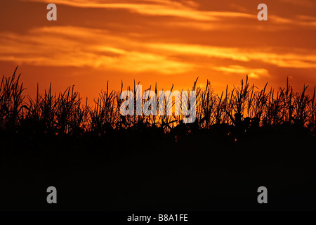 Silhouette de maïs au coucher du soleil Banque D'Images