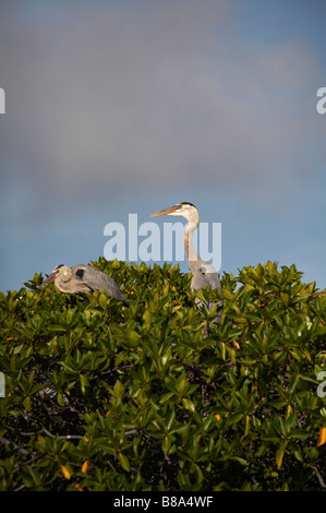 Paire de Grand Héron, Ardea herodias sur le dessus de la mangrove à Green Sea Turtle Cove, l'île de Santa Cruz, Galapagos, Equateur en Septembre Banque D'Images