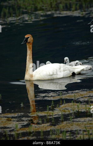 Le cygne avec cygnets Alaska Banque D'Images