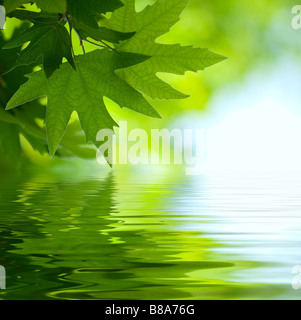 Feuilles vertes se reflétant dans l'eau faible accent Banque D'Images