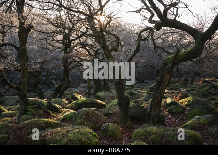 Chênes, Padley Gorge, parc national de Peak District, Derbyshire, Angleterre, RU Banque D'Images