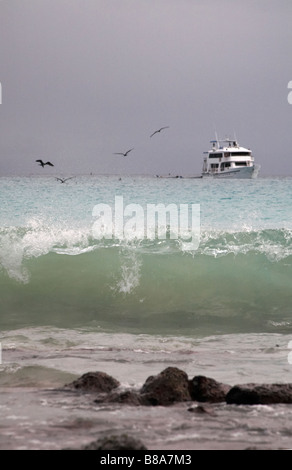 Blue Footed boobies, Sula nebouxii excisa, survolant la mer à Gardner Bay, Espanola Island, îles Galapagos, en Équateur en Septembre Banque D'Images