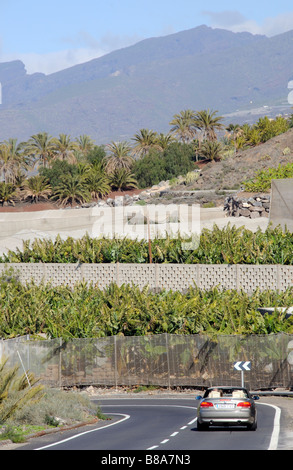 L'agriculture la banane dans le sud de Tenerife Banque D'Images