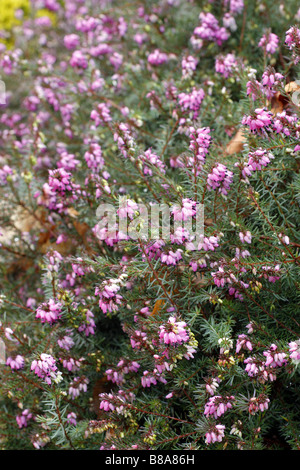 ERICA X DARLEYENSIS KRAMERS ROTE AGA À RHS WISLEY GARDEN UK Banque D'Images