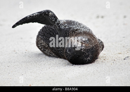 Jeune Lion de mer Galapagos, Zalophus wollebacki, pup batifoler sur la plage de Gardner Bay, Espanola Island, îles Galapagos, en Équateur en Septembre Banque D'Images